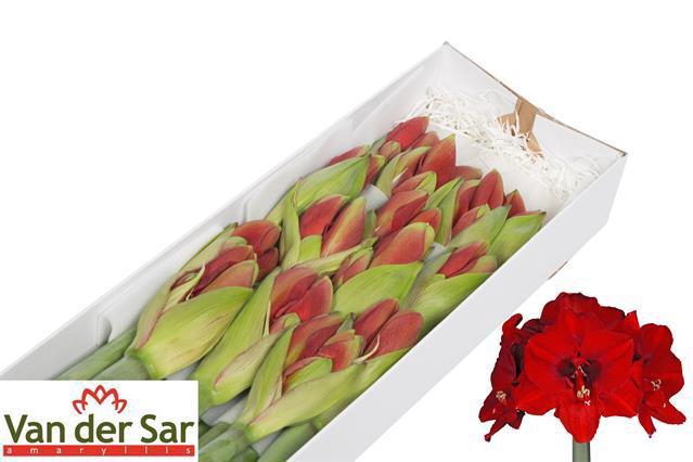 <h4>HIPP GA FERRARI</h4>