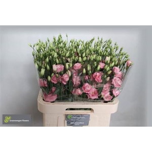 Eus G Rosi Rose Pink
