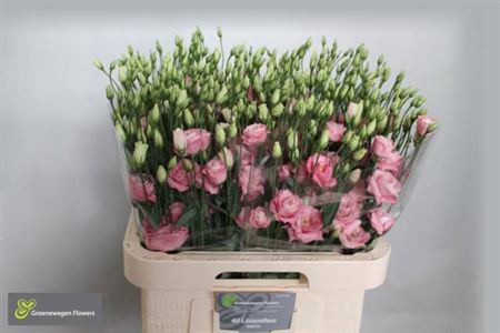 <h4>Eus G Rosi Rose Pink</h4>