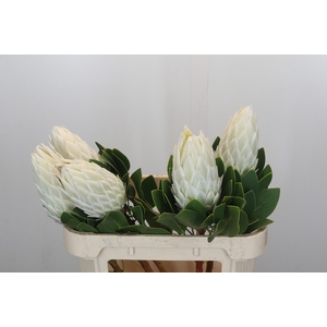 Protea Cyn. Ayoba Arctic Ice