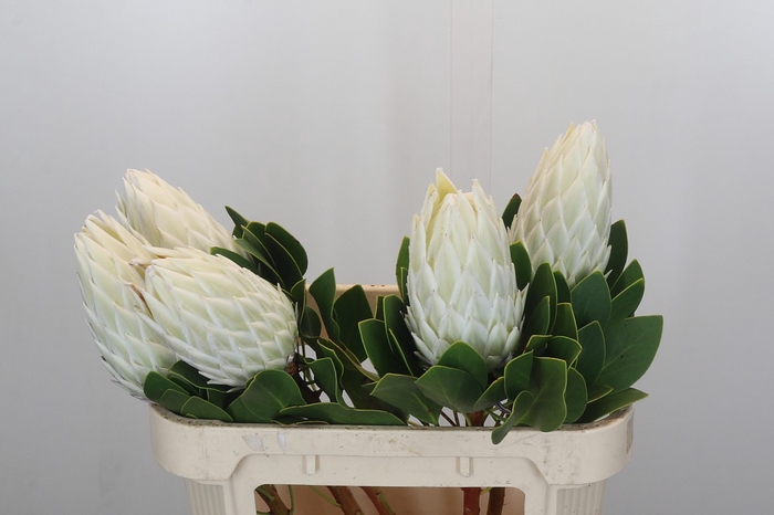 <h4>Protea Cyn. Ayoba Arctic Ice</h4>