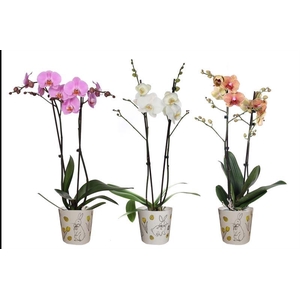 Potcover p12 easter bunny Phal mix 2T14+