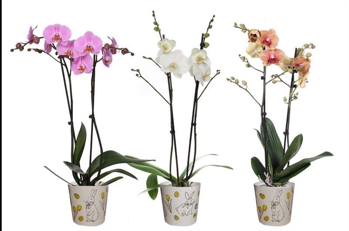 <h4>Potcover p12 easter bunny Phal mix 2T14+</h4>