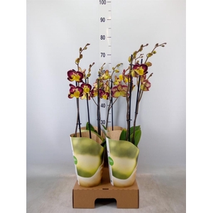 Phalaenopsis   ...yellow