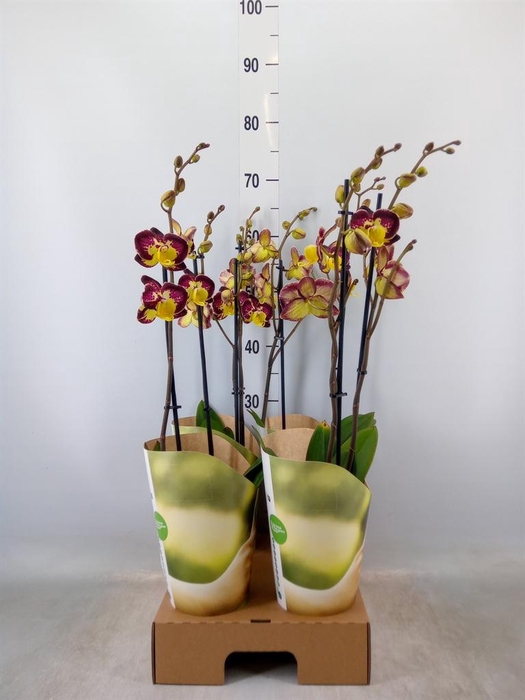 <h4>Phalaenopsis   ...yellow</h4>