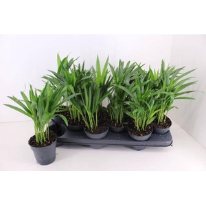 DYPSIS LUTESCENS