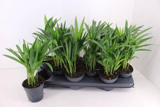 <h4>DYPSIS LUTESCENS</h4>