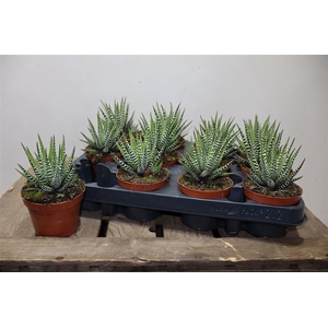Haworthia F Big Band