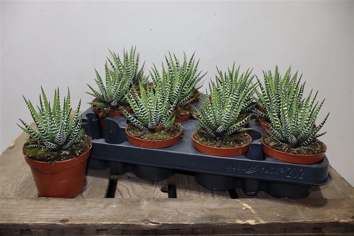 <h4>Haworthia F Big Band</h4>