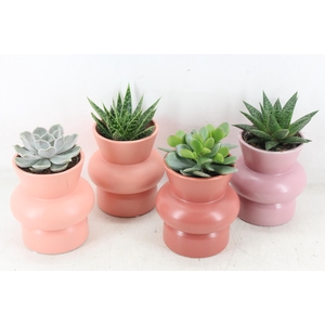 arr3 Demi - Ker. Wombat x8