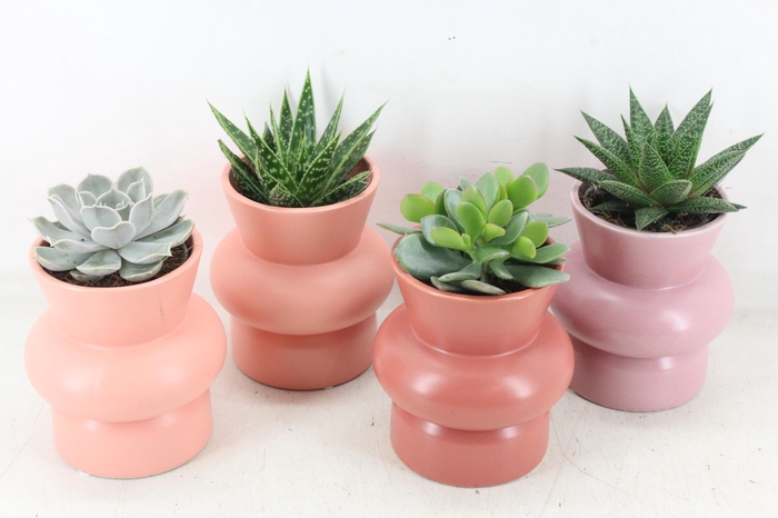 <h4>arr3 Demi - Ker. Wombat x8</h4>