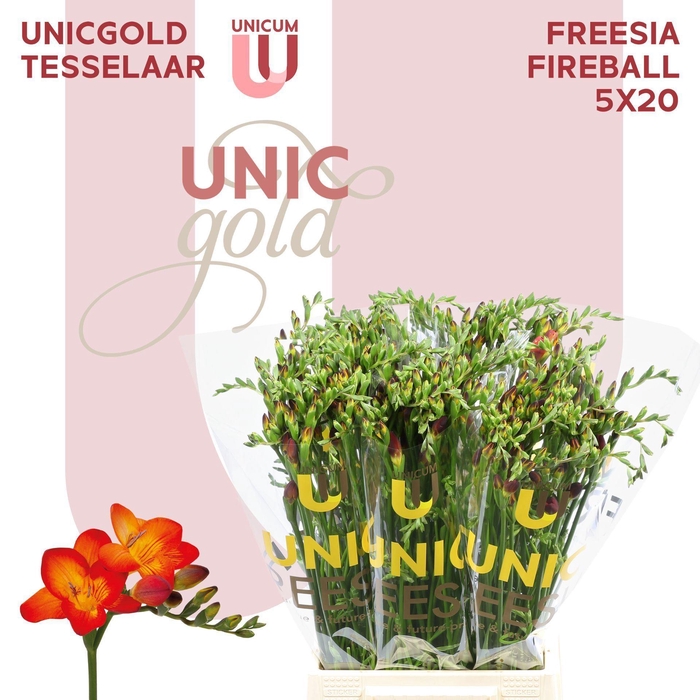 <h4>Freesia EN 'Fireball'</h4>