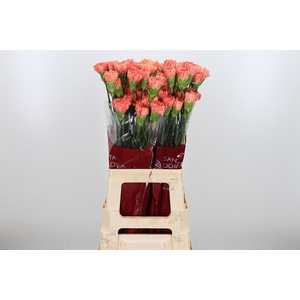 Di St Hermes Orange