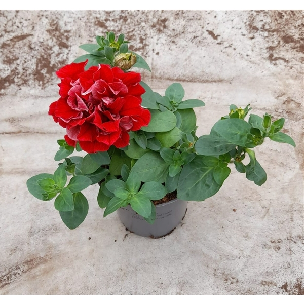 <h4>Petunia Double Red</h4>