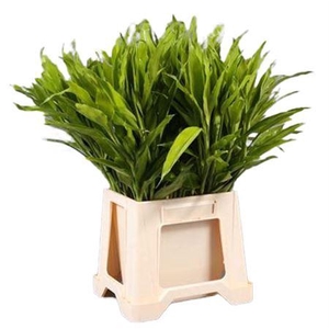 Sanderiana Lemon