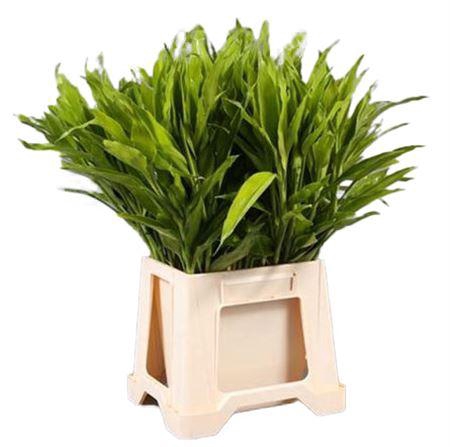 <h4>Sanderiana Lemon</h4>