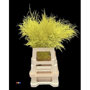 Treefern Yellow