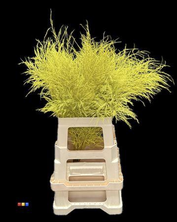 <h4>Treefern Yellow</h4>
