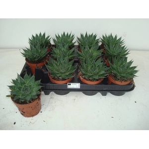 ALOE ARISTATA