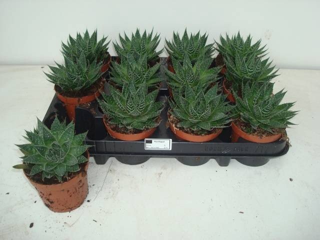 <h4>ALOE ARISTATA</h4>