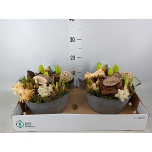 Arr.   Bol/Knolgewas L%