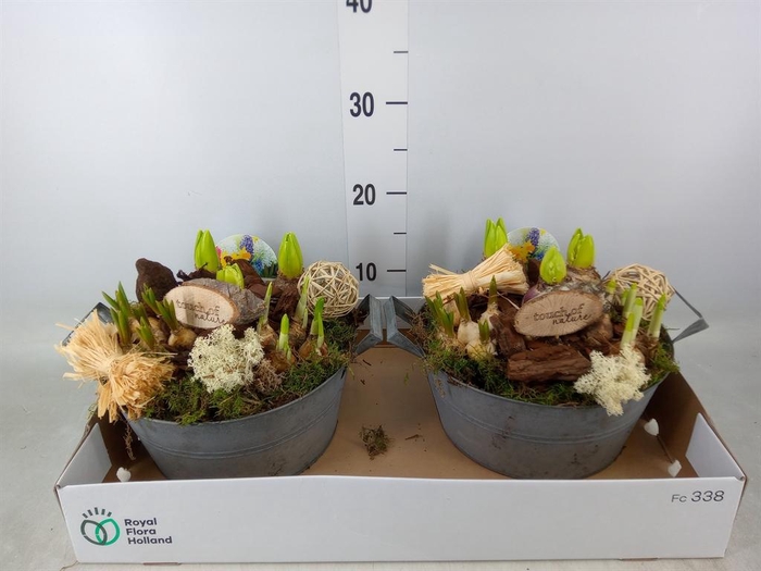 <h4>Arr. Bol/Knolgewas L%</h4>