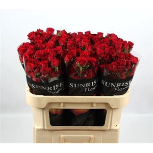 R Tr Velvet Blossoms