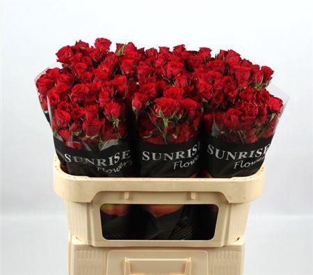 <h4>R Tr Velvet Blossoms</h4>