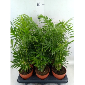 Chamaedorea elegans