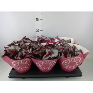 Begonia BD 'Caribbean Night'