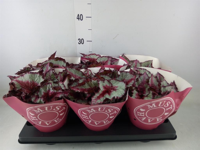 <h4>Begonia BD 'Caribbean Night'</h4>