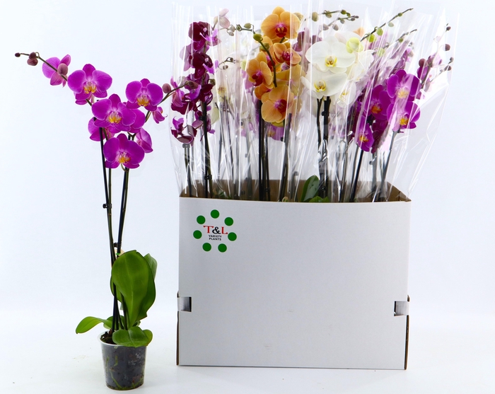 <h4>PHAL GEM 6 KL</h4>