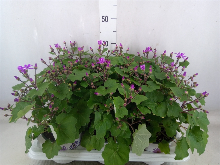 <h4>Pericallis CR 'Senetti Magenta Bic'</h4>