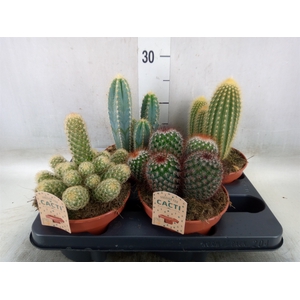 Cactus   ...mix