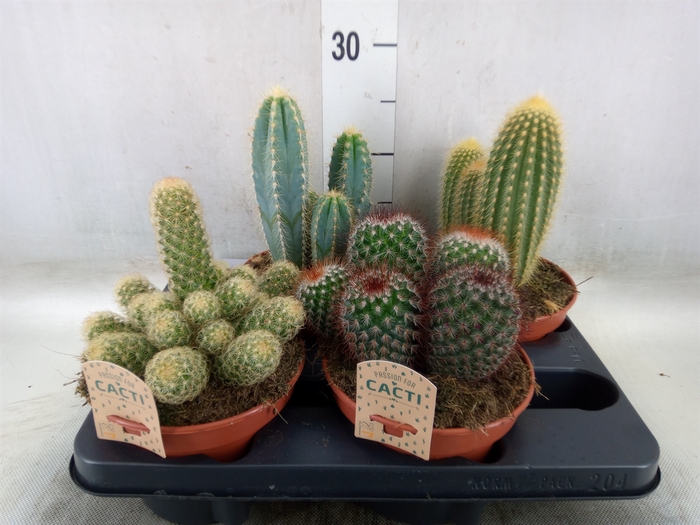 <h4>Cactus   ...mix</h4>