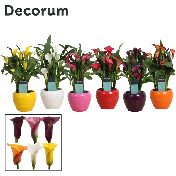 <h4>Zantedeschia Mix in Ompot Melanie (Decorum)</h4>