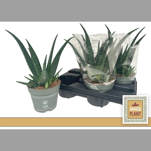 ALOE VERA