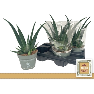 ALOE VERA