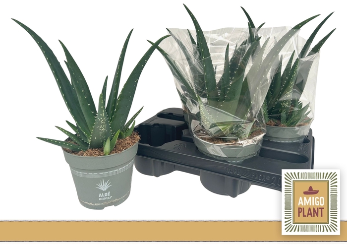 <h4>ALOE VERA</h4>