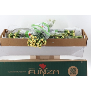 Di St Golden Gate Box