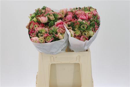 <h4>Anem Co Levan Rosa</h4>