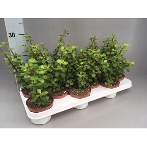 Portulacaria afra