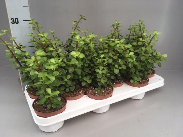 <h4>Portulacaria afra</h4>