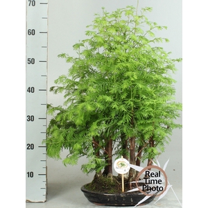 BONSAI OV