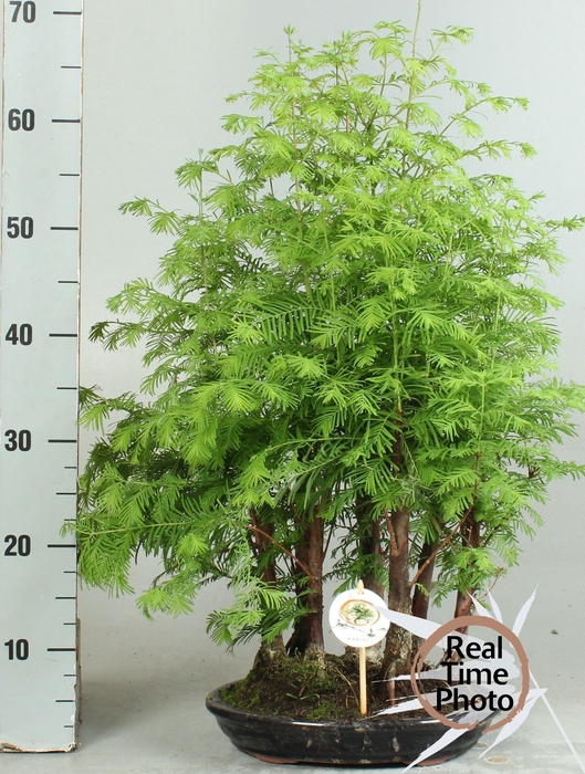 <h4>BONSAI OV</h4>