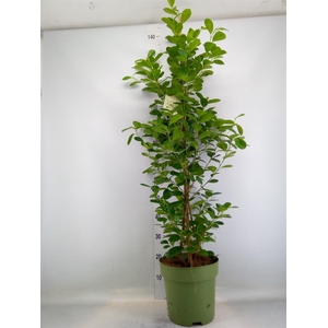 Ficus microcarpa 'Moclame'