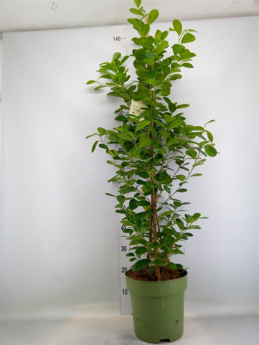 <h4>Ficus microcarpa 'Moclame'</h4>