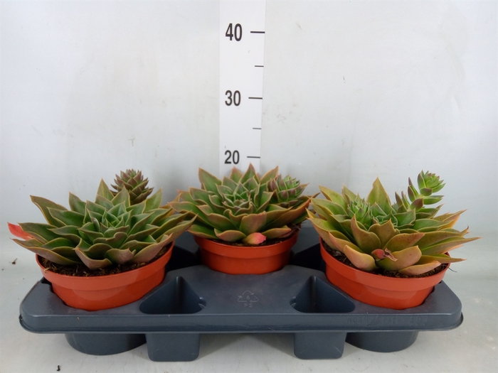 <h4>Echeveria   ...</h4>
