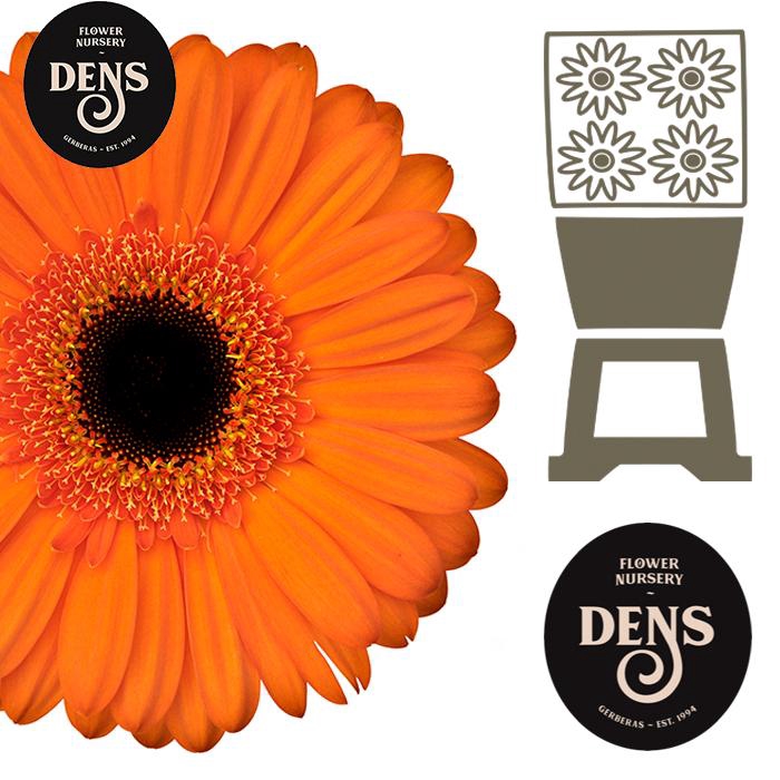 <h4>Gerbera Applause Diamond</h4>