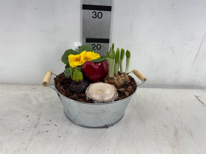 <h4>ARR PL IN SCHAAL</h4>